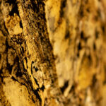 _0000s_0000s_0012s_0005_golden trasludico-5