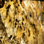 _0000s_0000s_0012s_0006_golden trasludico-6