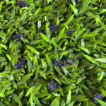 _0000s_0001s_0003_lavanda-4