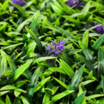 _0000s_0001s_0006_lavanda-7