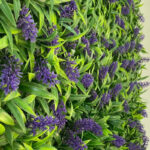 _0000s_0001s_0008_lavanda-9