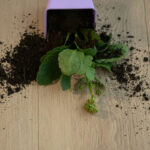 _0000s_0002s_0001s_0007_Sandy Oak-8