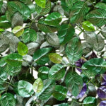 _0000s_0003s_0005_hiedra-6