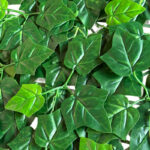 _0000s_0006s_0003_Aralia-4