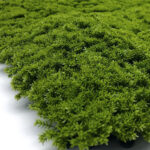 _0000s_0007s_0000_musgo-1