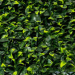 _0000s_0010s_0000_gardenia-1