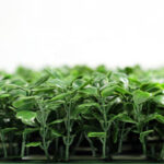 _0000s_0011s_0003_Buxus-7