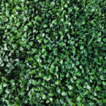 _0000s_0011s_0008_Buxus-2